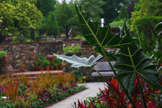 A garden with stone pathways, featuring large palm leaf plants, planted in summer.