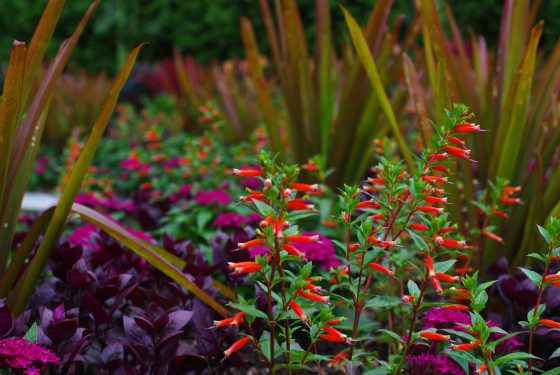 A lush garden bed with a variety of plants, featuring tall red flowers, cuphea.