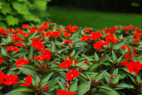 Red impatiens flowers growing in clusters in a garden bed.