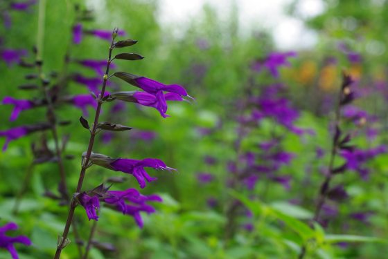 Purple salvia in bloom in a garden.