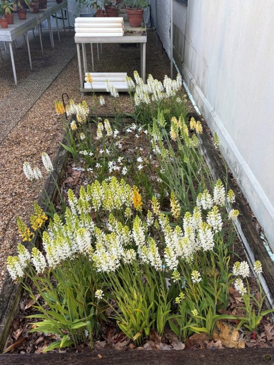 A small bog garden featuring a variety of tall plants, mainly Plantanthera.