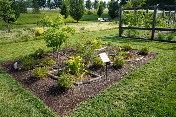 A garden featuring five separate bog garden beds, planted in summer.