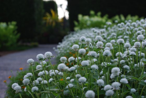 Clusters of skiiny green stemmed flowers, with white balls of petals on top, growing along a paved path.