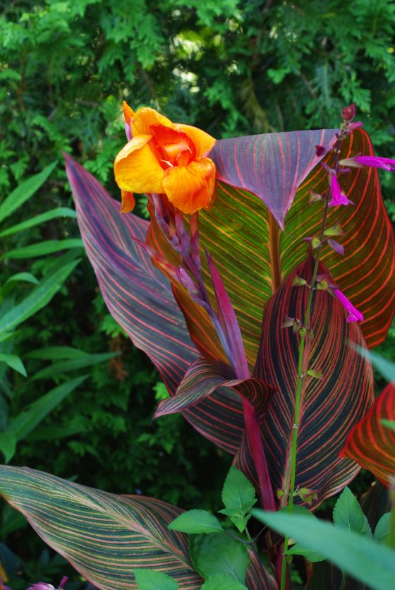 Tall orange canna with green and purple leaves growing outdoors.