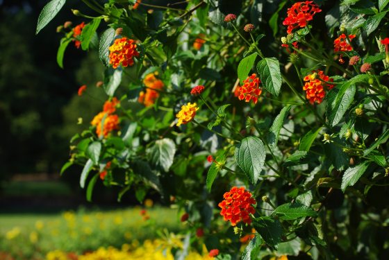 Orange and yellow lantana flowers growing in shrub form in an outdoor garden.