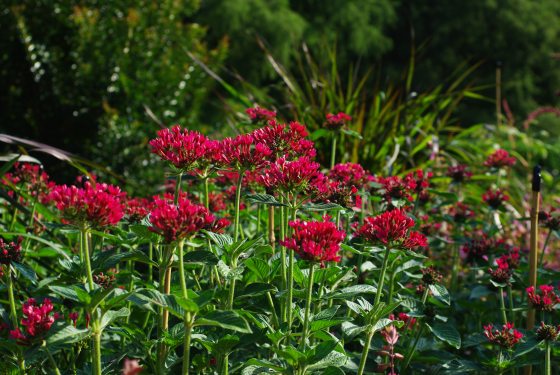 Tall red flowers with dozens of petals in bursts. 