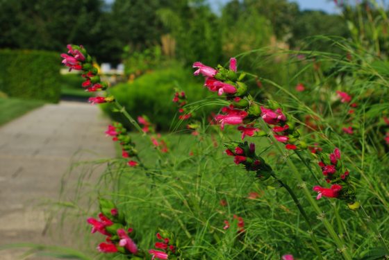 Red flowering salvia along a garden pathway.