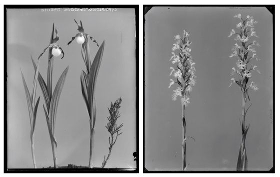 Two black and white images of orchids, side by side, against a gray background.