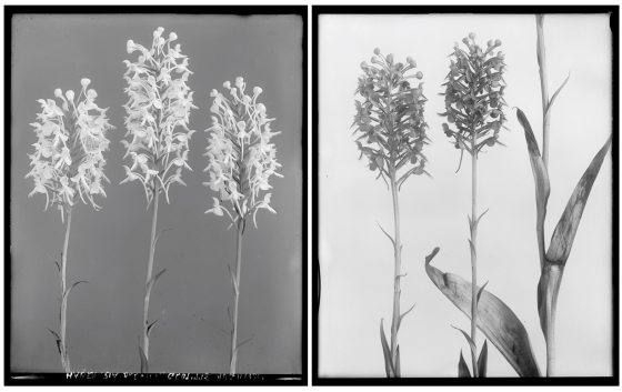 Two black and white images of orchids, side by side, against a gray background.