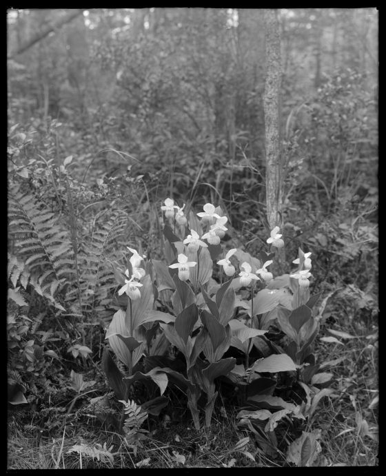 A black and white image of a cluster of orchids growing in a forest.