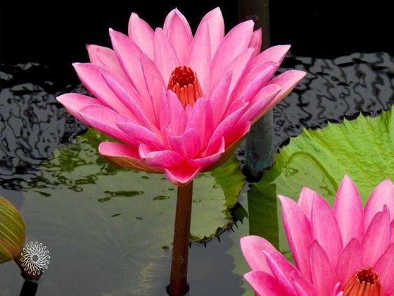 A bright pink waterlily flowers in bloom, surrounded by green leaves, coming up form a dark pool of water.