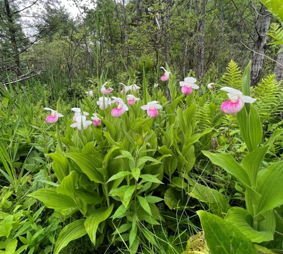 A cluster of orchids, with white and pink flowers, growing in a forest.