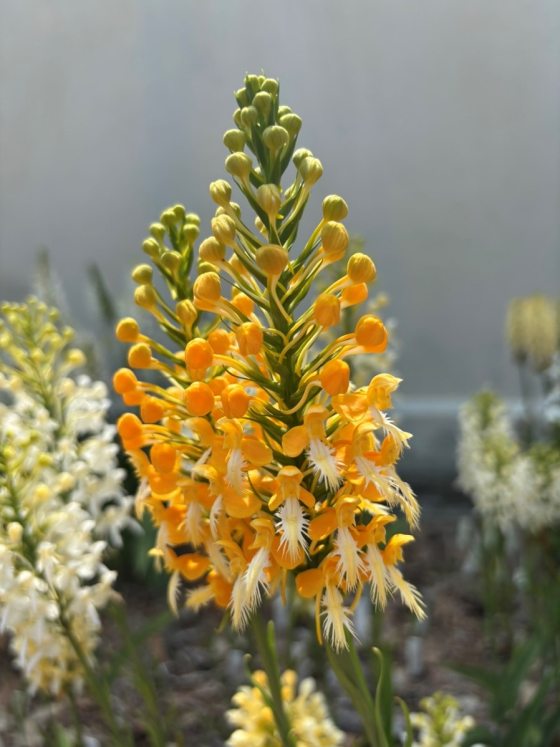 An orchid that is cone shaped, with yellow and white bulb shaped petals coming from the stem.