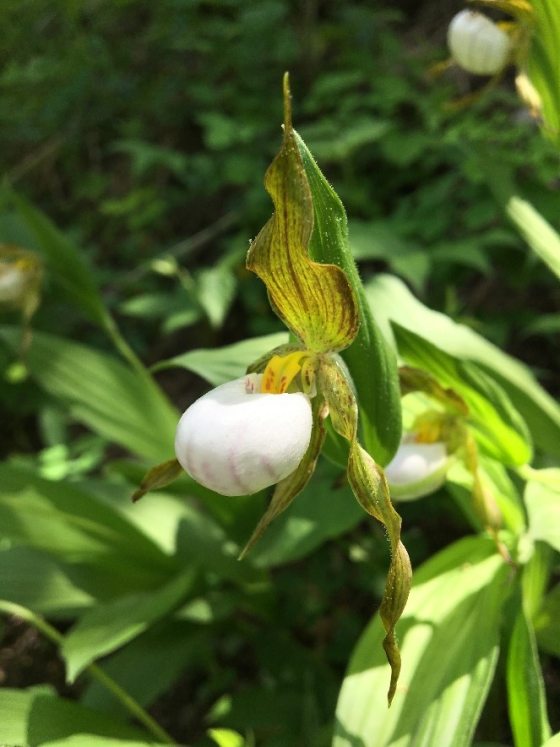 An orchid with curly green and red leaves and a white bulb looking petal.