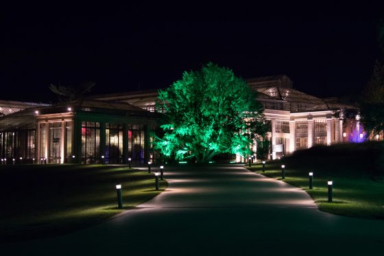 A large Yew at Longwood Gardens, at night, uplit in green lights.