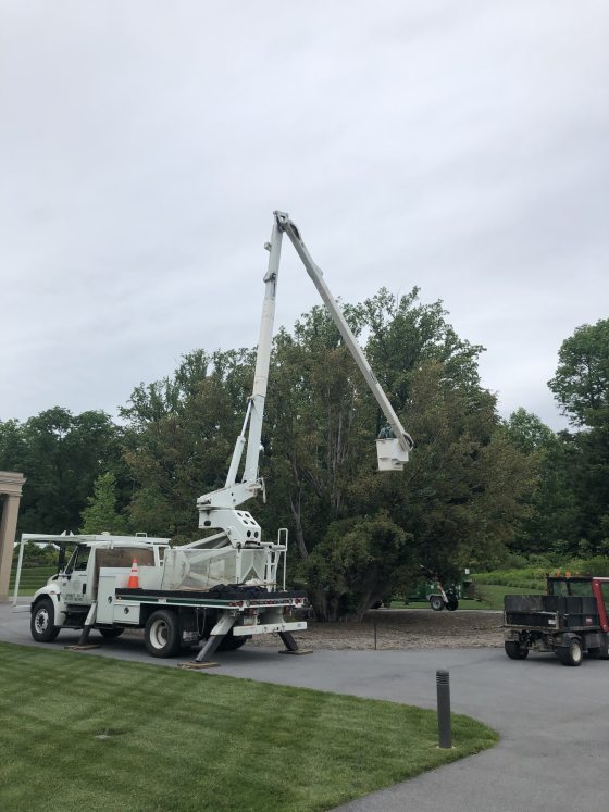 A crane on the back of a large white truck pruning a yew.