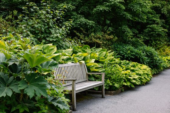 A wooden bench, set along a paved path, surrounded by lush summer foliage.