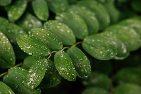 A close of of a stem with dozen ov oval shaped leaves, with drops of water on them.