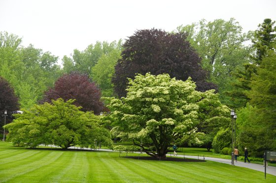 A large patch of green grass with trees at the far end, at Longwood Gardens.