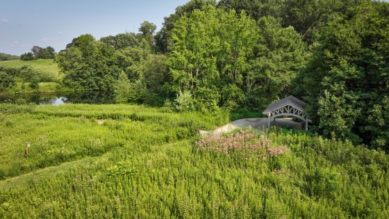 A vista of a meadow garden in summer.