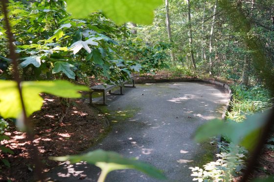 A wooden bench in shady paved path within a wooded garden.