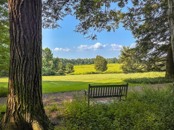 A wooden bench, in the shade, overlooking a meadow in summer.