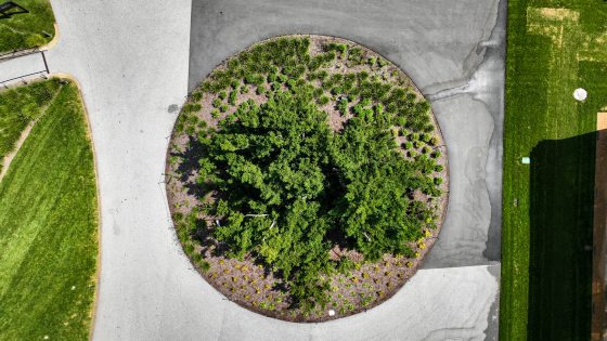 An aerial image of a circular garden bed, with a yew in the middle and smaller palnting surrounding it.
