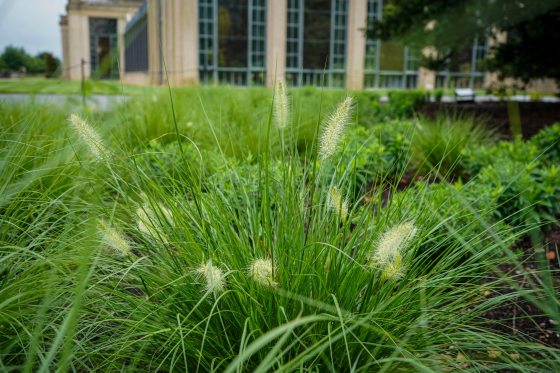 A green grassy plant with cone shaped puffs at the end. 