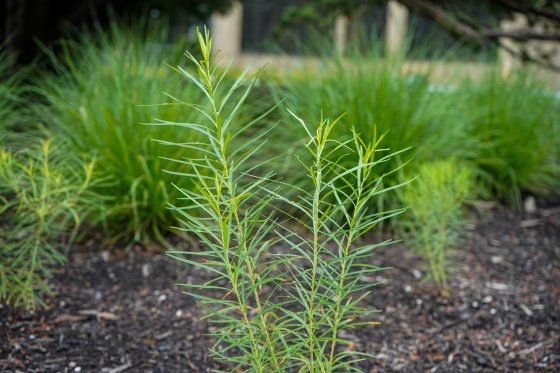 A short green plant with many skinny leaves coming off thin stems.
