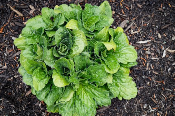 A short plant called Fleabane, that resembles a head of lettuce. 