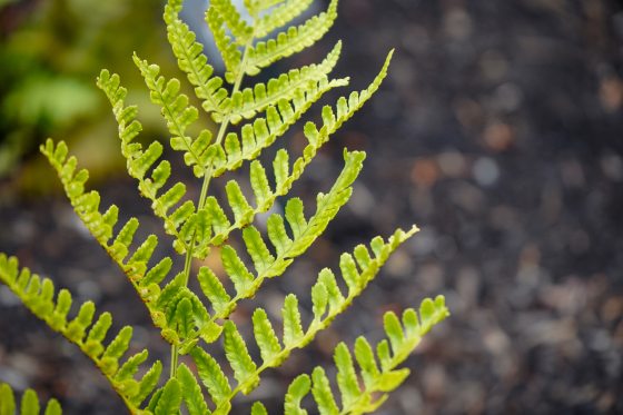 A light green fern leaf, close-up.