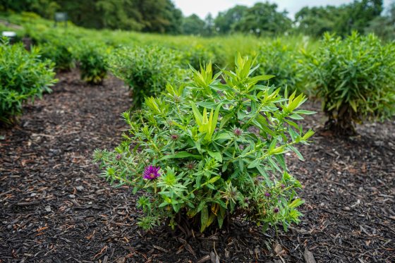 A garden bed, featuring a small aster plant with newly blooming purple flowers.