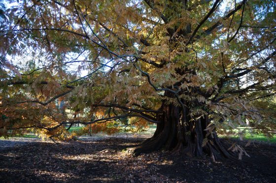 A medium-angle, wide shot of a large, old tree with an extremely wide, gnarled base and extensive root system visible above the ground. The tree's branches are thick and spread out low to the ground.