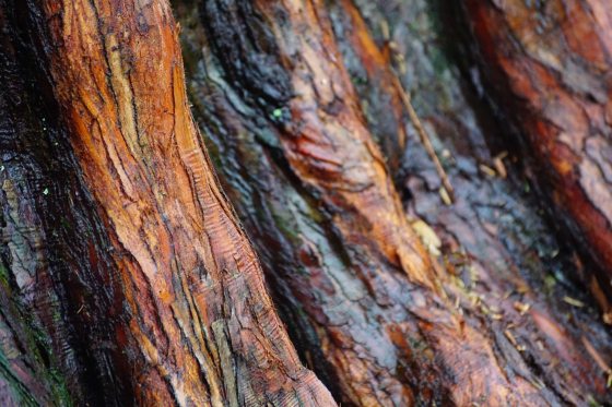 The detail of the bark of a Metasequoia tree, featuring a range of light and bark brown areas.