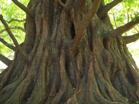 A gnarled base of a tree, revealing the intricate texture of its reddish-brown bark. The trunk is exceptionally wide, with deep vertical grooves and numerous smaller, twisted branches extending outwards and upwards. 