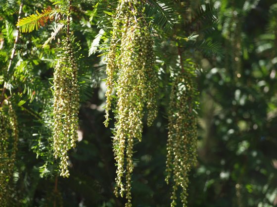 Long clusters of small light green balls handing off of a stem of a tree.