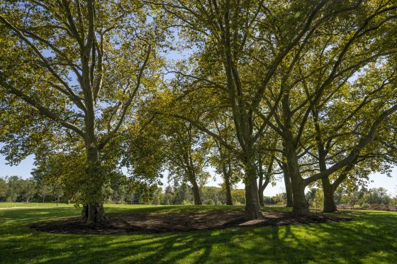 A grove of tall trees in summer. 
