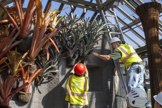 Two people in yelow safety vests and hardhats in a gardens, one on a ladder planting a tropical plant. 