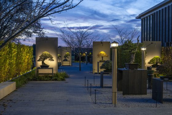A twilight view of the Bonsai Courtyard, featuring bonsai on pedestals, lit up in front of beige stone walls.