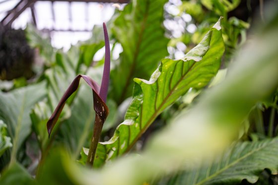 A close up of plant foliage, featuring long line green leaves with purple accents on the stem.