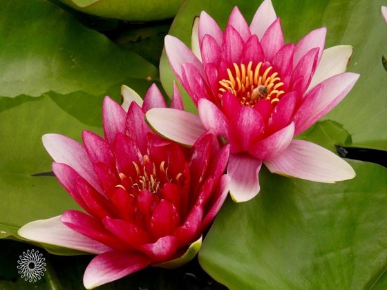 A close up of a two waterlily flowers, with pink and white pointed petals against a green lily pad.
