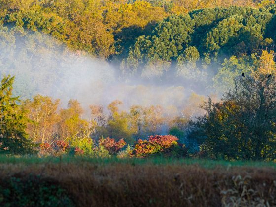 An autumn landscape featuring a rolling hillside of forest. A stream of white fog or mist cuts horizontally through the middle ground, obscuring the base of the distant trees. The foliage displays a mix of deep green and bright yellow, gold, and reddish-orange fall colors under warm sunlight.
