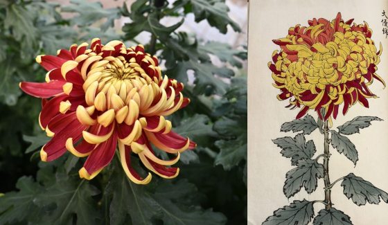 A side-by-side comparison. On the left is a photograph of a large, two-toned chrysanthemum flower with deep red or burgundy petals tipped in bright yellow. On the right is a traditional Japanese woodblock print of a similar red and yellow chrysanthemum on a tall stem with lobed, dark green leaves.