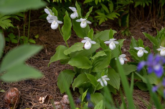 A patch of several Small White Lady's Slipper Orchids (Cypripedium candidum) featuring delicate, all-white, round pouches with yellow centers. The flowers are interspersed among large, oval green leaves and brown mulch, with a blurred purple flower visible in the lower right foreground.