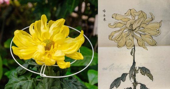 A side-by-side comparison of a yellow chrysanthemum. On the left is a photograph of a bright yellow, informally-shaped bloom held up by a thin white wire ring, against a dark green foliage background. On the right is a traditional, pale yellow painting or ink sketch of a similar chrysanthemum on a stem.