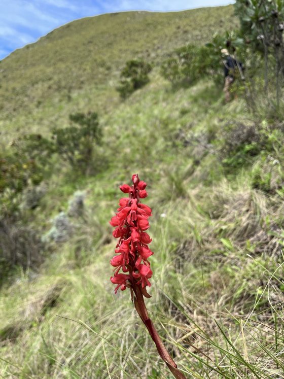 A close-up, low-angle shot of a tall, reddish-pink wildflower spike (likely a terrestrial orchid) with numerous small, dense flowers blooming on a steep, grassy hillside under a blue sky. A person is visible hiking in the distance up the slope.