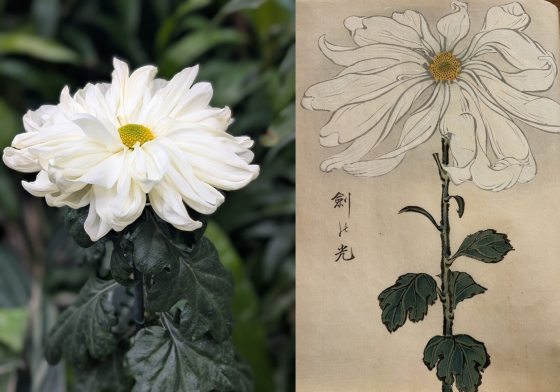 The image on the left is a photograph of a white, multi-petaled chrysanthemum, and the image on the right appears to be a traditional Asian-style drawing or print of the same type of flower.