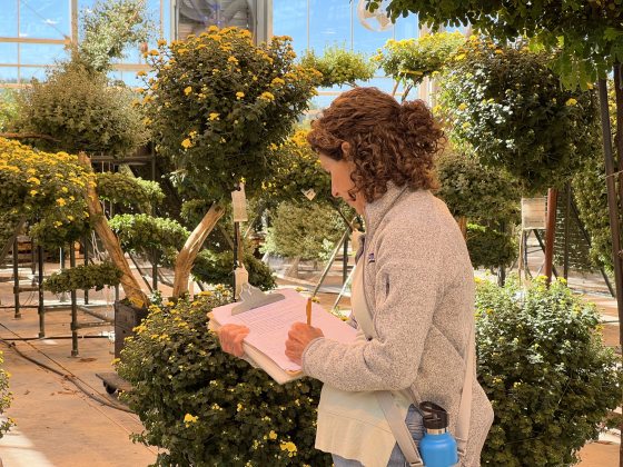 A woman with curly brown hair in a sweater vest writing on a clipboard while inspecting yellow flowering plants in a brightly lit greenhouse.