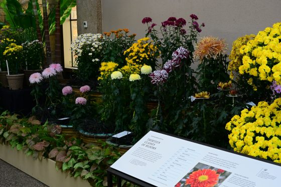 An autumn chrysanthemum display with yellow, pink, white, and burgundy blooms arranged in a row, with an interpretive sign on the "Thirteen Classes of Blooms" in the foreground.