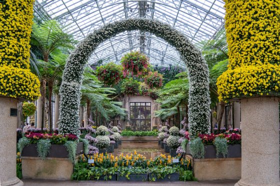 Artistically trained arch form using the chrysanthemum cultivar 'Yamanoha-no-Kumo', a pure white, cascade-style chrysanthemum. 